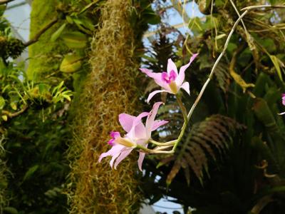 Pink Hanging Orchids