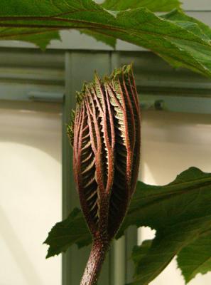 u16/milholland_l/medium/39035067.18RedVeinedBudCrop.jpg
