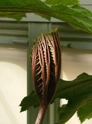 Red Veined Bud