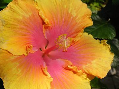 Sherbet Hibiscus