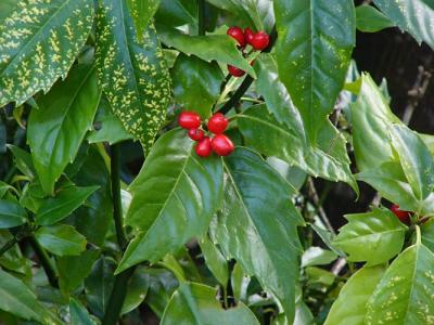 Red Berries and Leaves