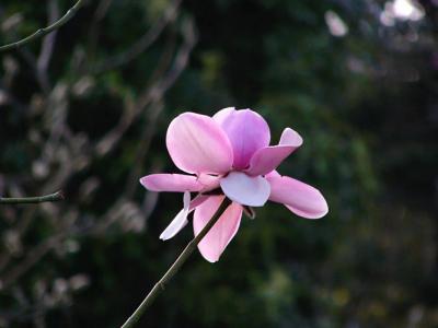 Single Magnolia Blossom