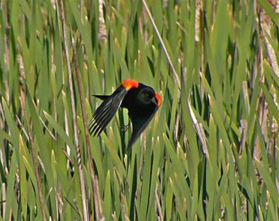 Red-winged Blackbird in Flight