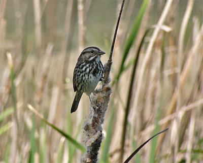 Song Sparrow on Cattail