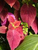 Red and Green Leaves