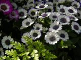 Purple and White Flowers
