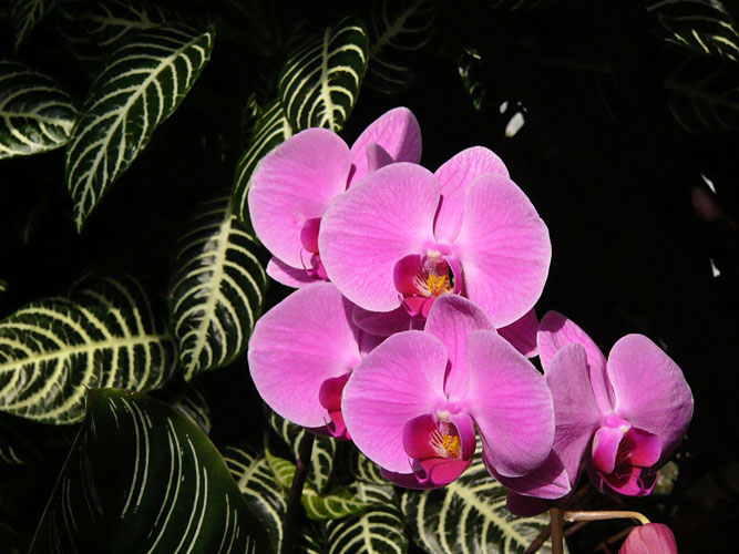 Pink Orchids