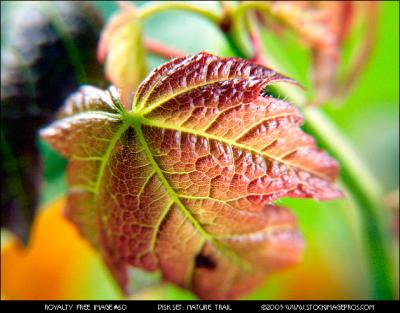 60-leaf.jpg