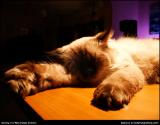 5940-royalty-free-cats.jpg