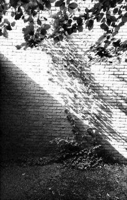 shadow102-gdn.jpg