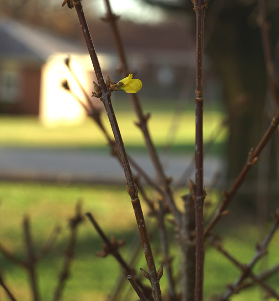New Growth