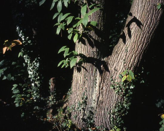 nag_autumn23.jpg