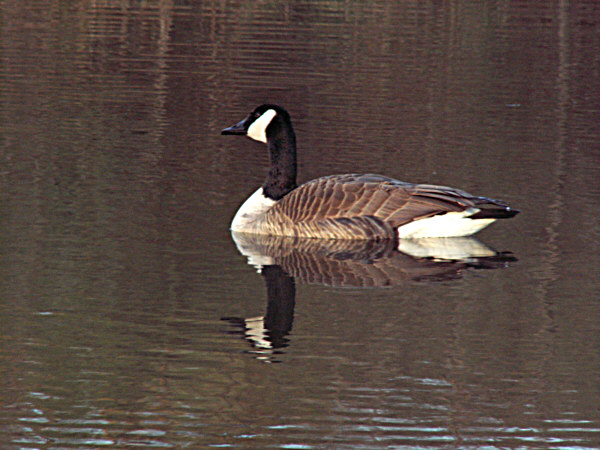 CAN GOOSE SMALL.jpg