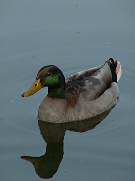 mallard male.jpg