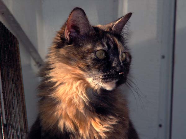 Frances.jpg