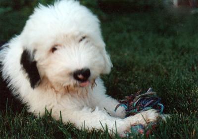 Lady Di - Just a Puppy