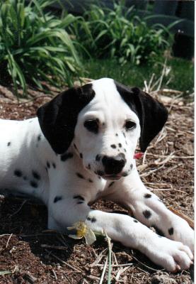 u16/mjcall/medium/5307249.PuppyFergie.jpg