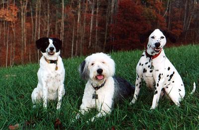 The Royal Family-