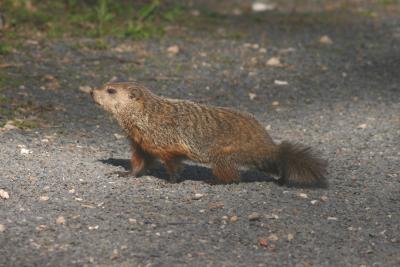 Groundhog