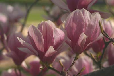 Magnolias 4