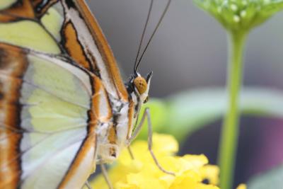 Butterfly Garden Berkenhof