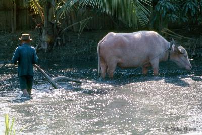 Water Buffalo in Rice Paddy