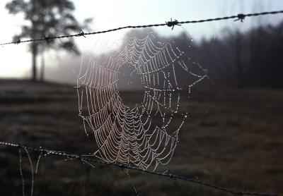 Spiderweb in Cades Cove. Smoky MT. Nat. Park. (1977)