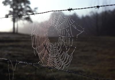 Spiderweb  in Cades Cove. Smoky MT. Nat. Park. (1977)