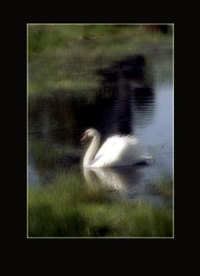 Swan