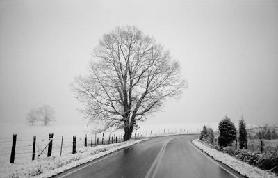 Tree in storm (1994)