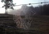 Spiderweb  in Cades Cove. Smoky MT. Nat. Park. (1977)