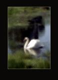 Swan