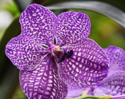 IMG00054vanda crop.jpg