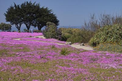 Iceplant Time At Pacific Groves