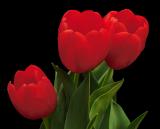 IMG25300tulips  lat.jpg