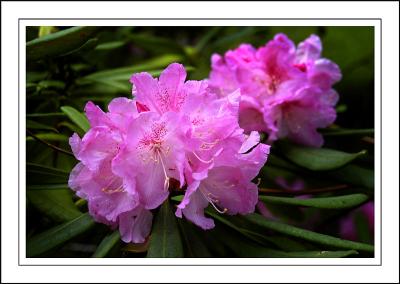 Deep pink rhododendron ~ Stourhead