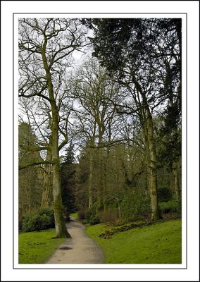 Tree lined path ~ Stourhead