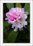 Winter rhododendron