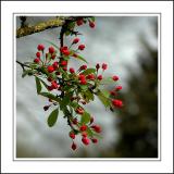 Tiny red flowers, Chalice Well Garden, Glastonbury