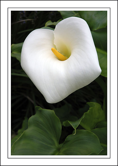 Calla lily again, Arlington Court, Devon (1810)