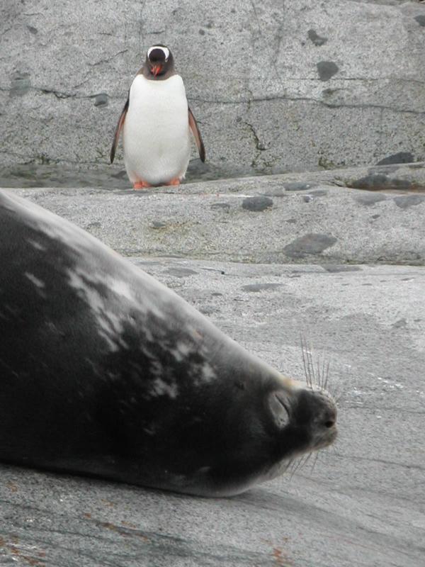 Snoozing seal and gentoo penguin