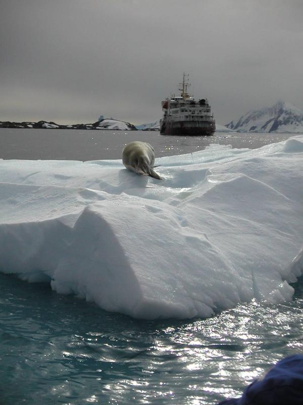 Seal & Polar Star