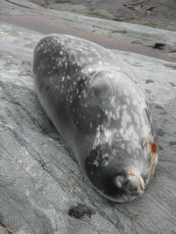 Weddell seal