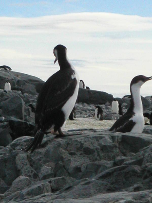 Antarctic Shags