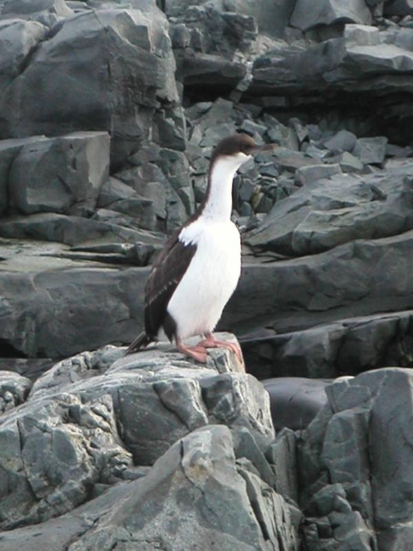 Antarctic Shags