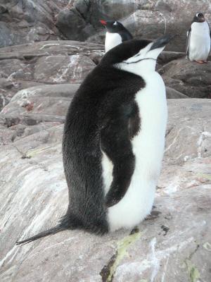 Solitary chinstrap penguin