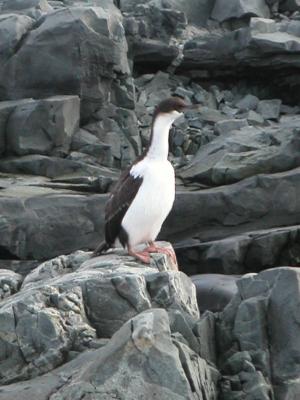 u16/mr2c280/medium/13977873.7PICT0136AntarcticShags.jpg