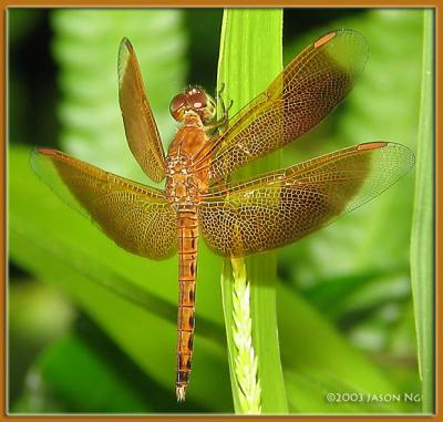 <em>Neurothemis fluctuans</em>