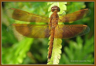 <em>Neurothemis fluctuans</em>