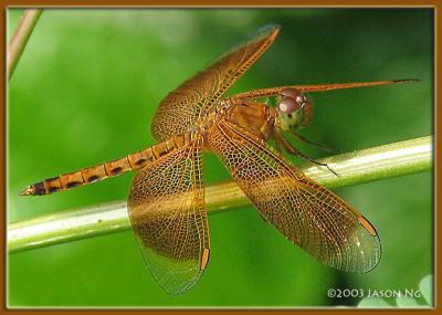 <em>Neurothemis fluctuans</em>